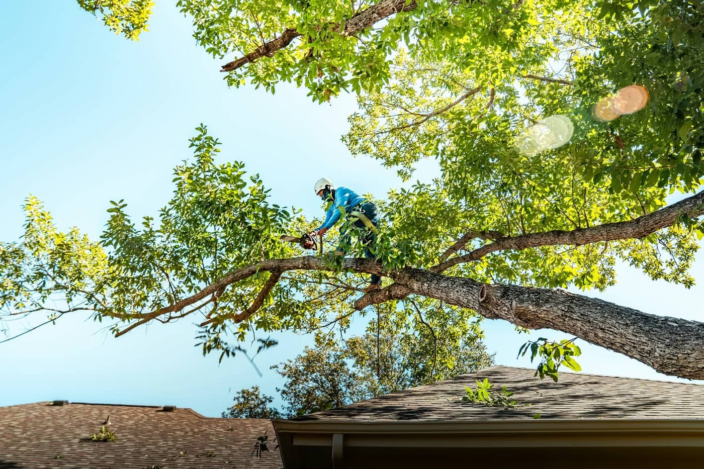 Mister D's Tree Cutting